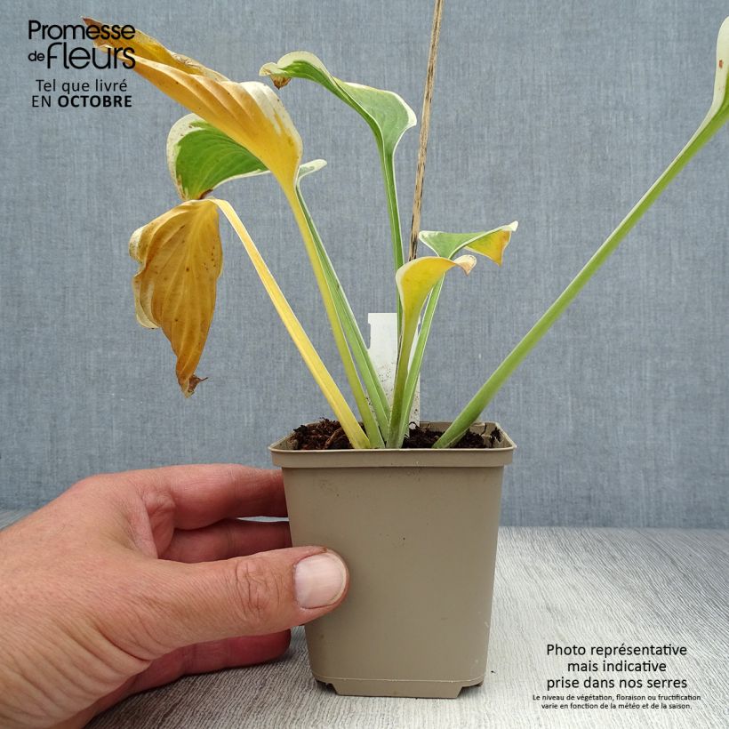 Exemplar von Hosta Queen Josephine - Garten-Funkie Kleine Töpfe von 8/9 cm wie im Herbst geliefert