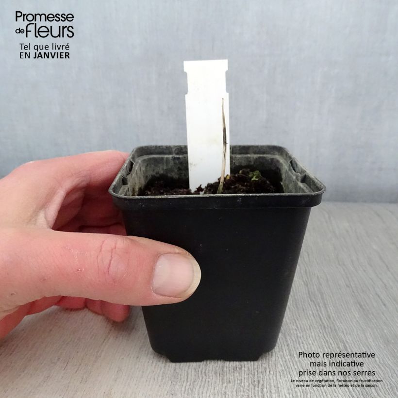 Exemplar von Hosta Remember Me - Garten-Funkie Kleine Töpfe von 8/9 cm wie im Winter geliefert