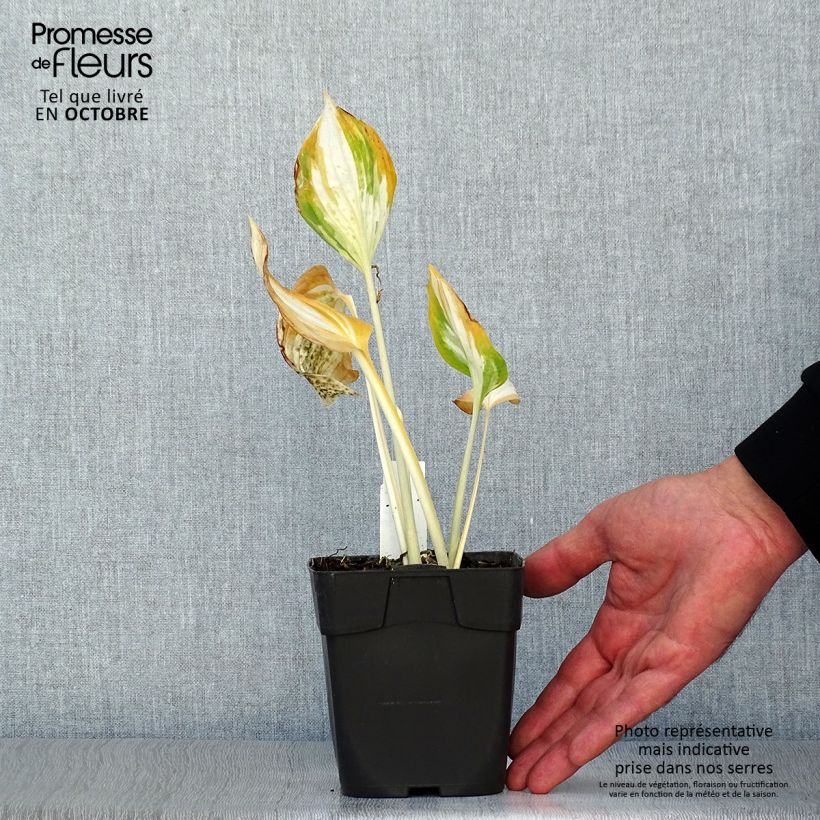 Exemplar von Hosta Revolution - Garten-Funkie Kleine Töpfe von 8/9 cm wie im Herbst geliefert