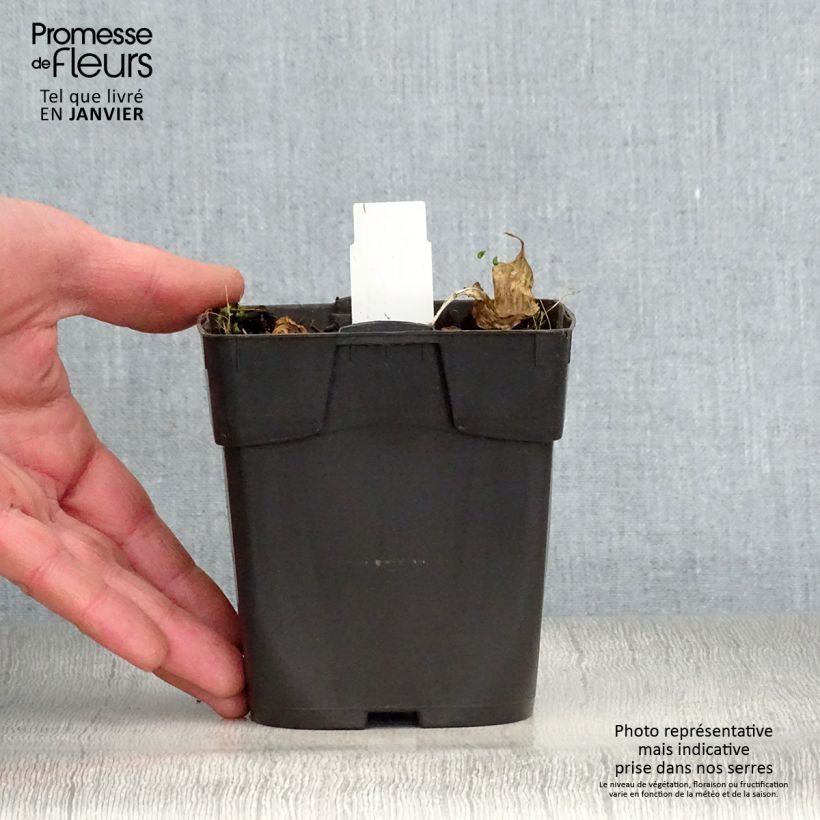 Exemplar von Hosta Revolution - Garten-Funkie Kleine Töpfe von 8/9 cm wie im Winter geliefert