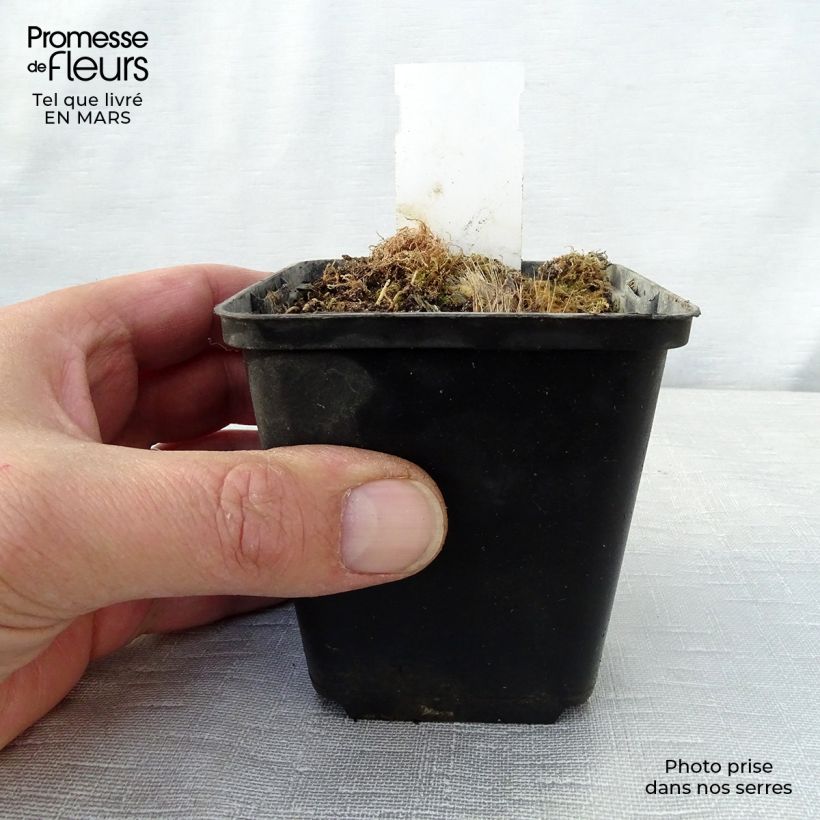 Exemplar von Hosta Revolution - Garten-Funkie Kleine Töpfe von 8/9 cm wie im Frühjahr geliefert