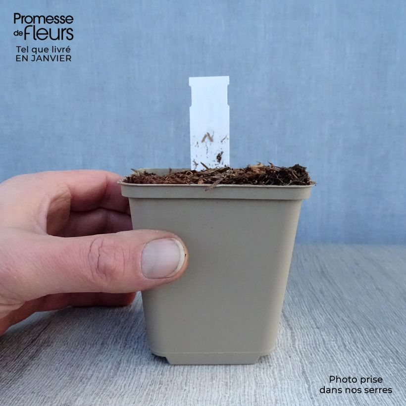 Exemplar von Hosta Robert Frost - Garten-Funkie Kleine Töpfe von 8/9 cm wie im Winter geliefert