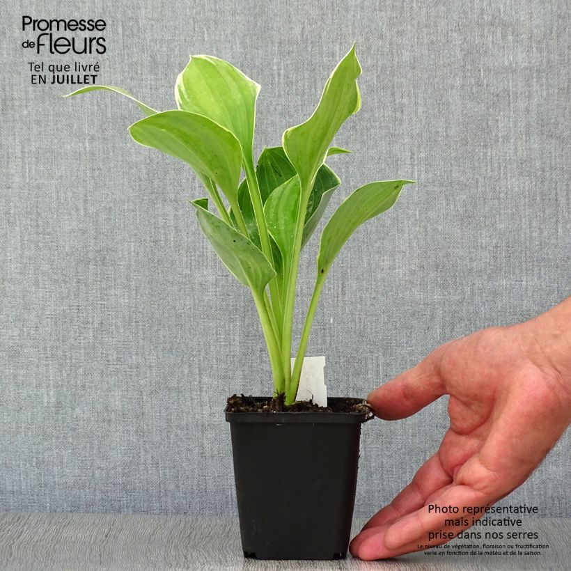 Exemplar von Hosta fluctuans Sagae - Funkie Kleine Töpfe von 8/9 cm wie im Sommer geliefert