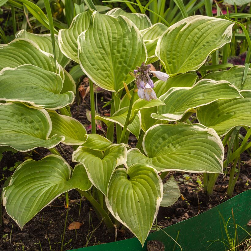 Hosta Saint Elmo's Fire - Garten-Funkie (Hafen)