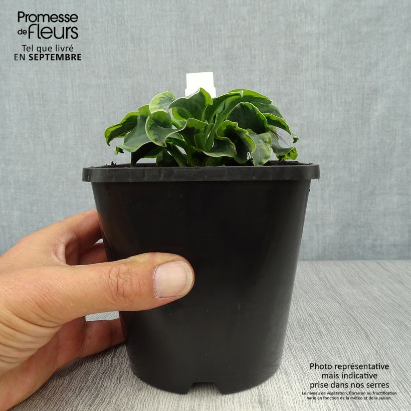 Exemplar von Hosta School Mouse - Garten-Funkie Topf mit 1,5L/2L wie im Herbst geliefert