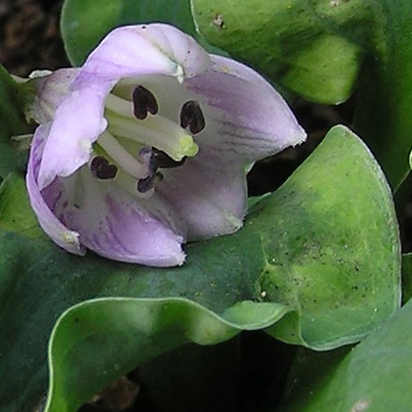 Hosta School Mouse - Garten-Funkie (Blüte)
