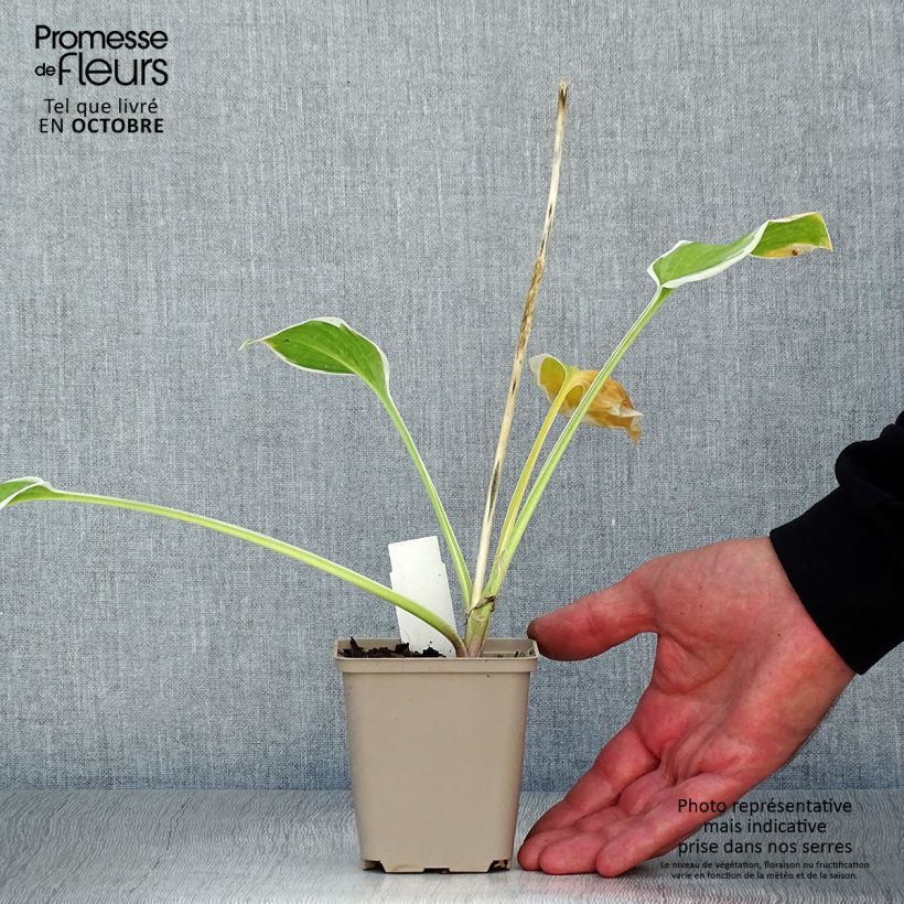 Exemplar von Hosta So Sweet - Garten-Funkie Kleine Töpfe von 8/9 cm wie im Herbst geliefert