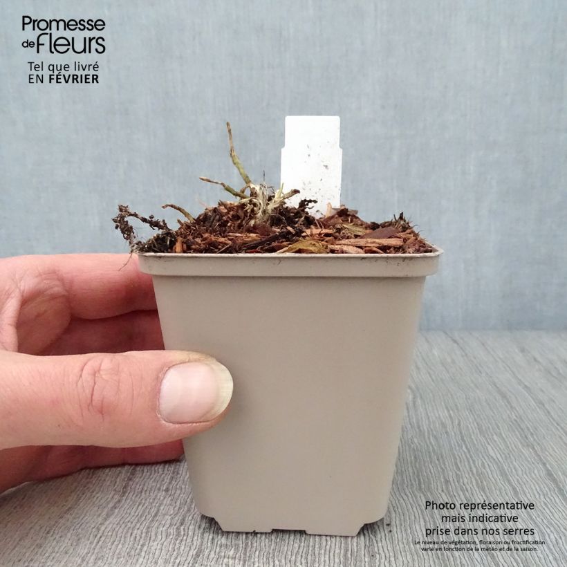 Exemplar von Hosta So Sweet - Garten-Funkie Kleine Töpfe von 8/9 cm wie im Winter geliefert