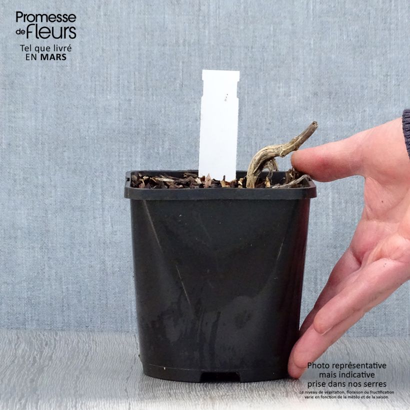 Exemplar von Hosta Stand by Me - Garten-Funkie Topf mit 1,5L/2L wie im Frühjahr geliefert