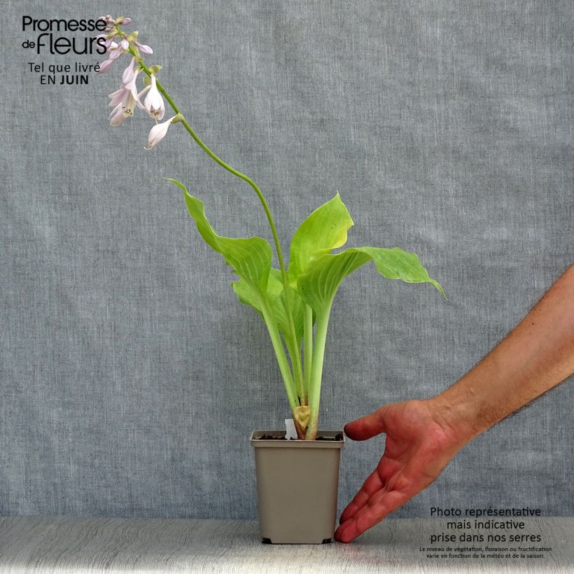 Exemplar von Hosta Sum and Substance - Garten-Funkie Kleine Töpfe von 8/9 cm wie im Sommer geliefert