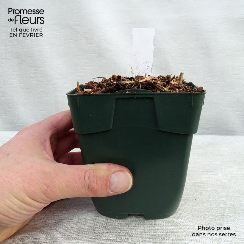 Exemplar von Hosta Summer Breeze - Garten-Funkie Kleine Töpfe von 8/9 cm wie im Winter geliefert