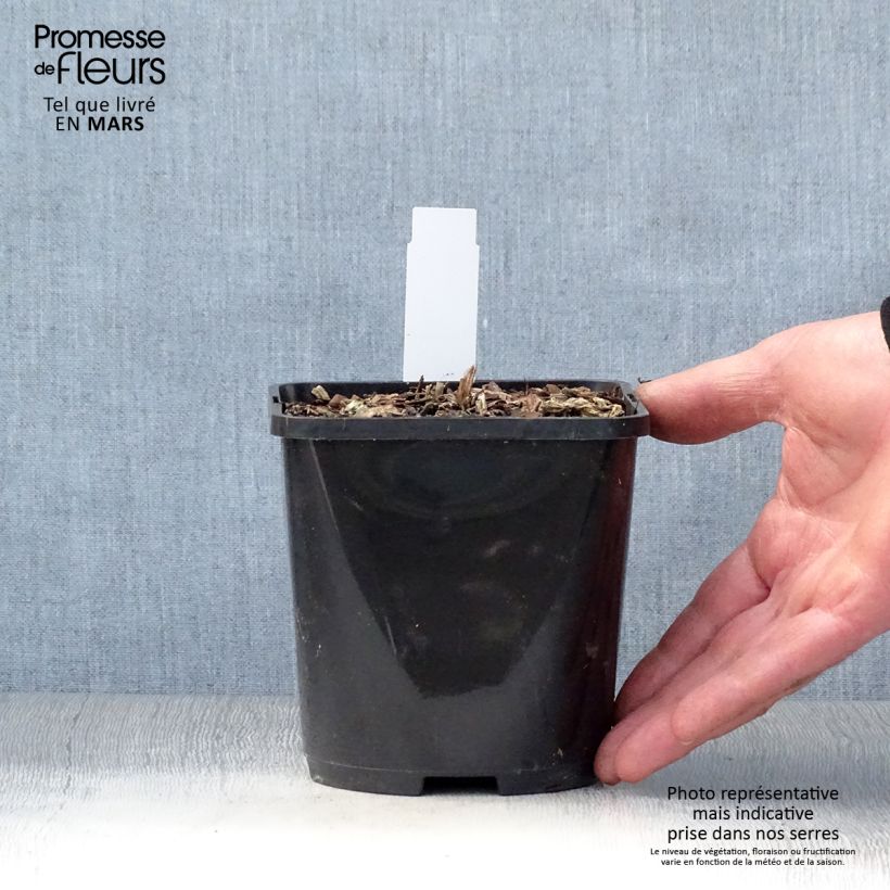 Exemplar von Hosta T Rex - Garten-Funkie Topf mit 1,5L/2L wie im Frühjahr geliefert