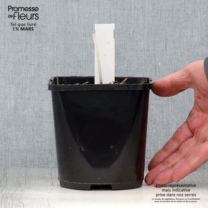 Exemplar von Hosta The Queen - Garten-Funkie Topf mit 1,5L/2L wie im Frühjahr geliefert