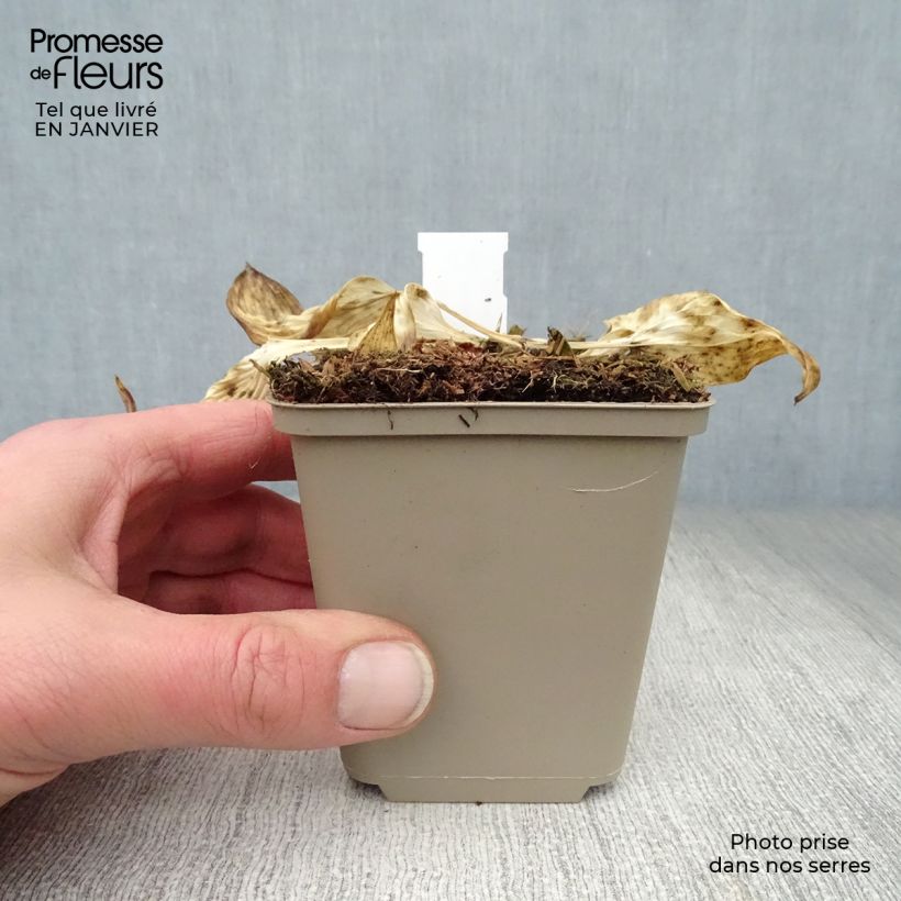 Exemplar von Hosta Touch Of Class - Garten-Funkie Kleine Töpfe von 8/9 cm wie im Winter geliefert