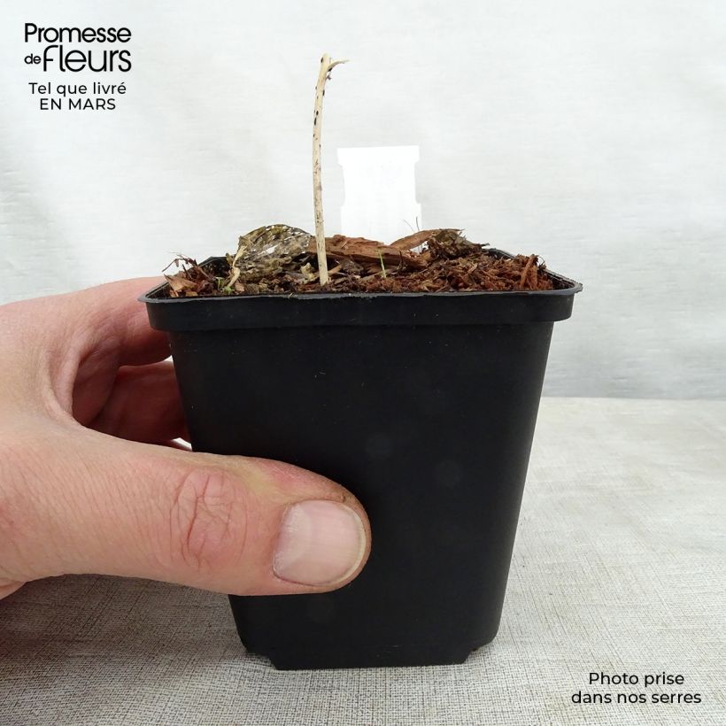 Exemplar von Hosta Touch Of Class - Garten-Funkie Kleine Töpfe von 8/9 cm wie im Frühjahr geliefert