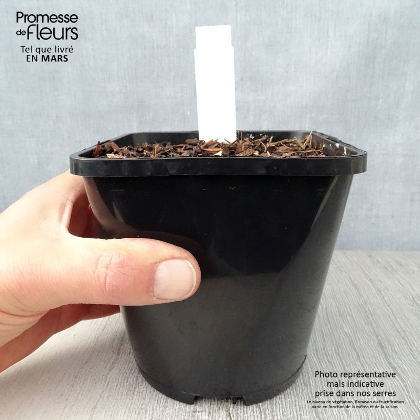 Exemplar von Hosta Waterslide - Garten-Funkie Topf mit 1,5L/2L wie im Frühjahr geliefert