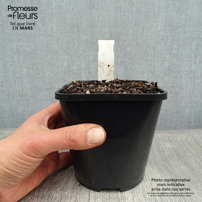 Exemplar von Hosta Wheee! - Garten-Funkie Topf mit 1,5L/2L wie im Winter geliefert