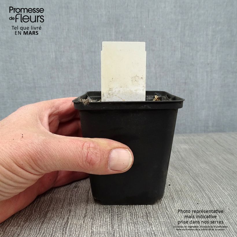 Exemplar von Hosta White On - Garten-Funkie Kleine Töpfe von 8/9 cm wie im Winter geliefert