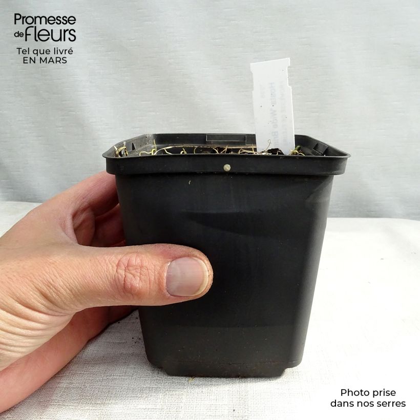 Exemplar von Hosta Wide Brim - Garten-Funkie Kleine Töpfe von 8/9 cm wie im Frühjahr geliefert