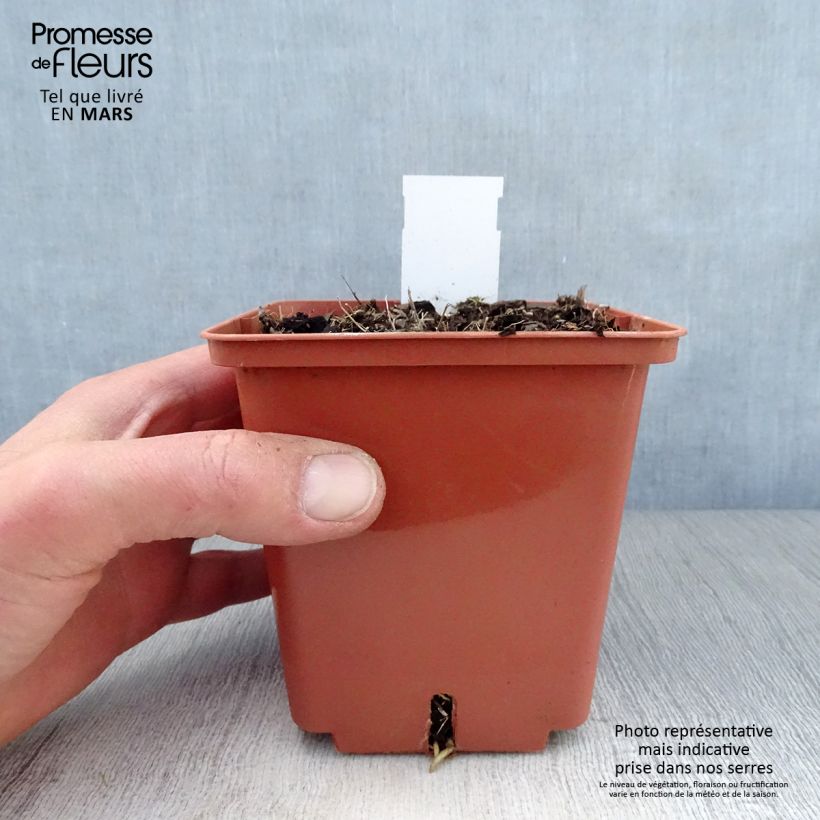 Exemplar von Hosta Winter Snow - Garten-Funkie Topf mit 1L/1,5L wie im Frühjahr geliefert