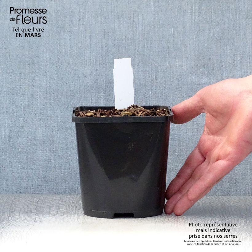 Exemplar von Hosta Wu-La-La - Garten-Funkie Topf mit 1,5L/2L wie im Frühjahr geliefert