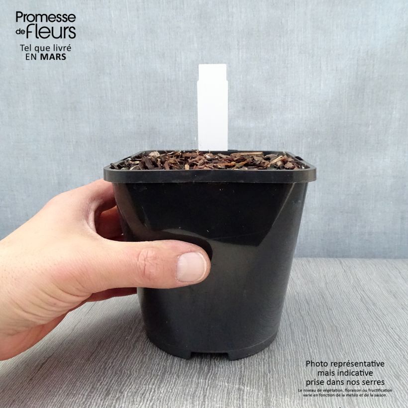 Exemplar von Hosta Yellow Polka Dot Bikini - Garten-Funkie Topf mit 1,5L/2L wie im Frühjahr geliefert