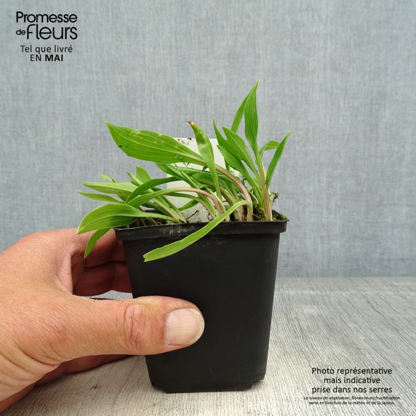 Exemplar von Hosta clausa var. normalis - Korea-Funkie Kleine Töpfe von 8/9 cm wie im Frühjahr geliefert