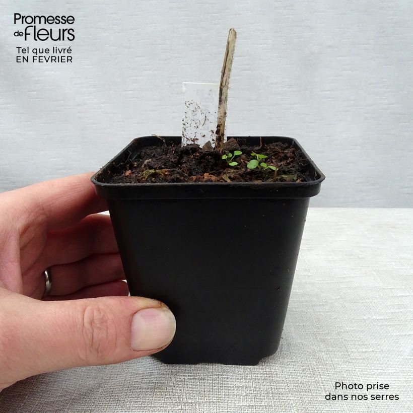 Exemplar von Hosta fire Island - Garten-Funkie Kleine Töpfe von 8/9 cm wie im Winter geliefert