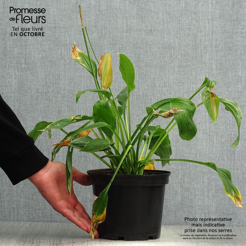 Exemplar von Hosta fortunei albopicta - Garten-Funkie Topf mit 2L/3L wie im Herbst geliefert