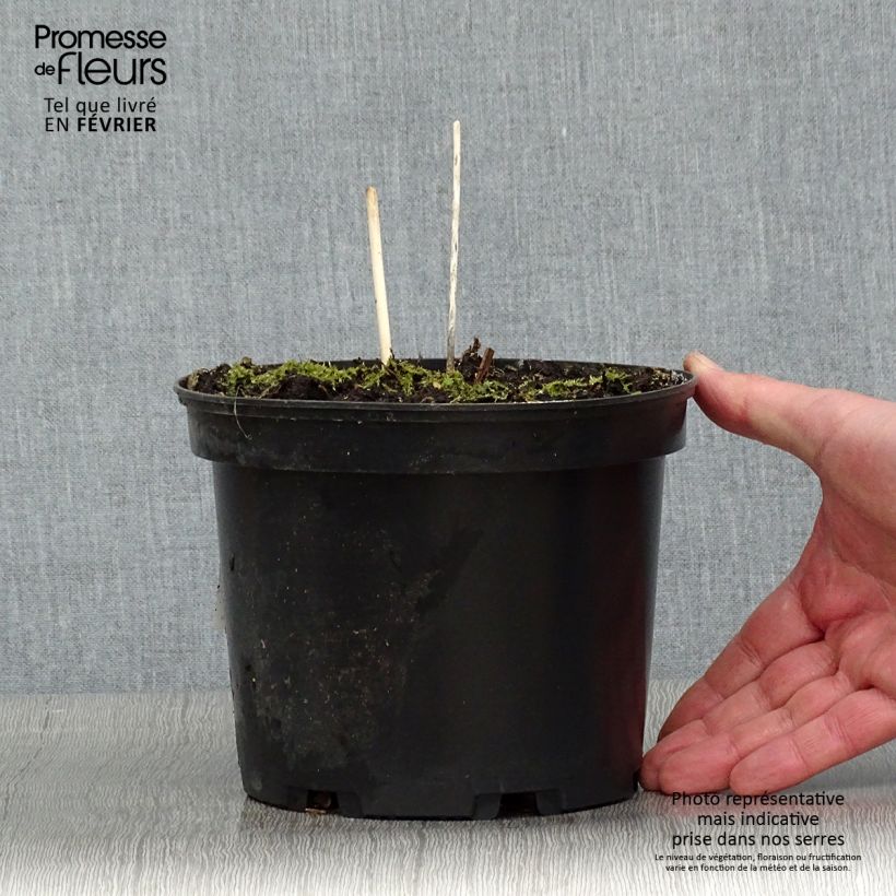 Exemplar von Hosta fortunei albopicta - Garten-Funkie Topf mit 2L/3L wie im Winter geliefert