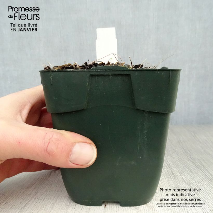 Exemplar von Hosta fortunei Twilight - Garten-Funkie Kleine Töpfe von 8/9 cm wie im Winter geliefert