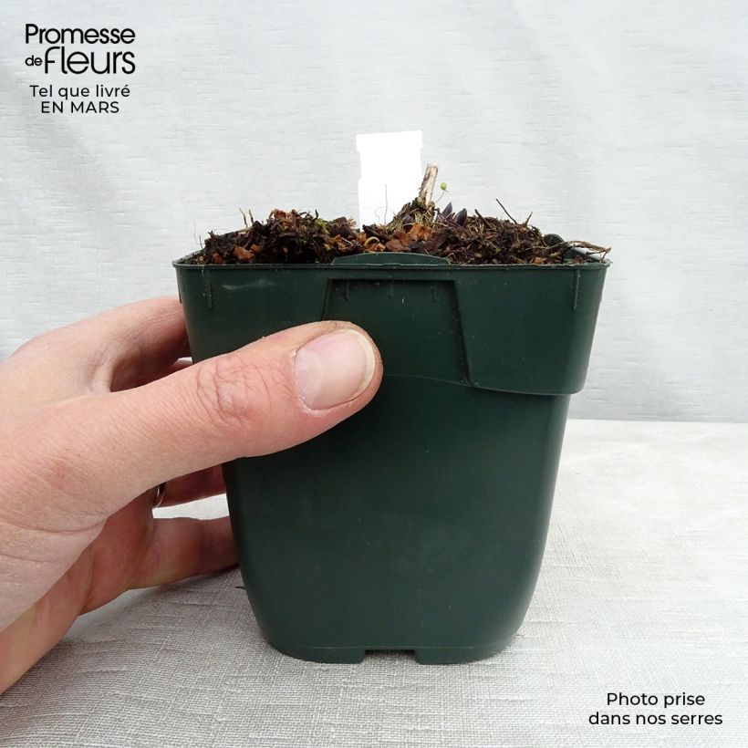 Exemplar von Hosta montana Yellow River - Garten-Funkie Kleine Töpfe von 8/9 cm wie im Frühjahr geliefert