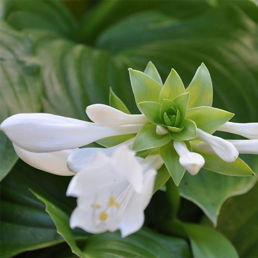 Hosta plantaginea Aphrodite - Garten-Funkie (Blüte)