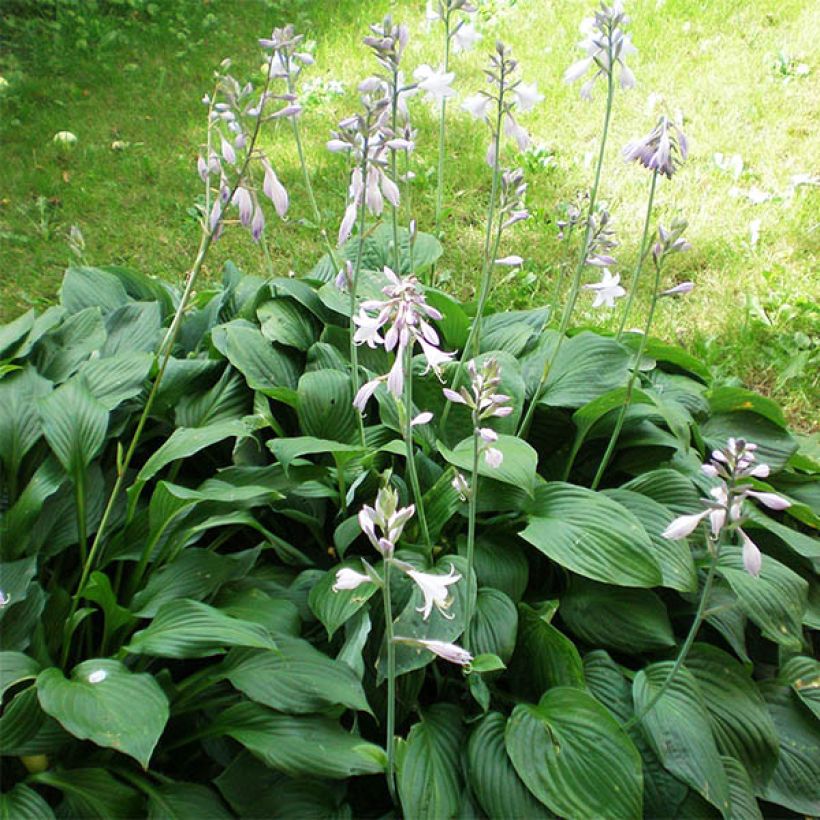 Hosta plantaginea Aphrodite - Garten-Funkie (Hafen)