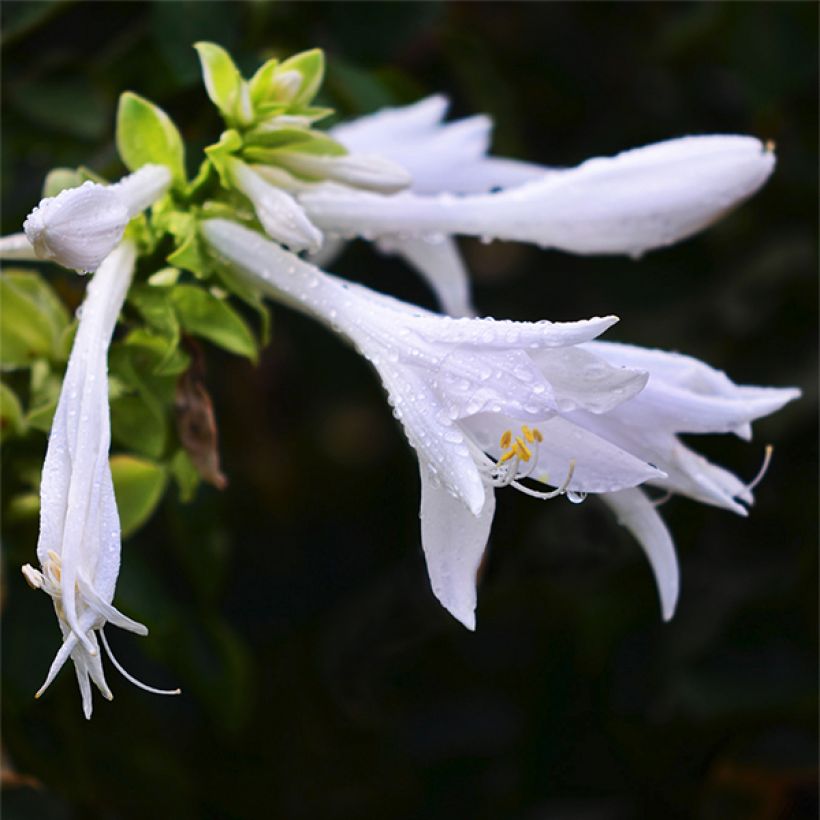 Hosta plantaginea var. japonica - Garten-Funkie (Blüte)