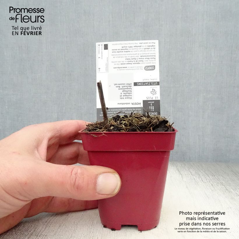 Exemplar von Hosta sieboldiana - Garten-Funkie Kleine Töpfe von 8/9 cm wie im Winter geliefert