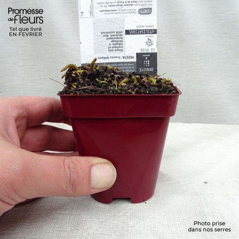 Exemplar von Hosta sieboldiana Frances williams - Garten-Funkie Kleine Töpfe von 8/9 cm wie im Winter geliefert