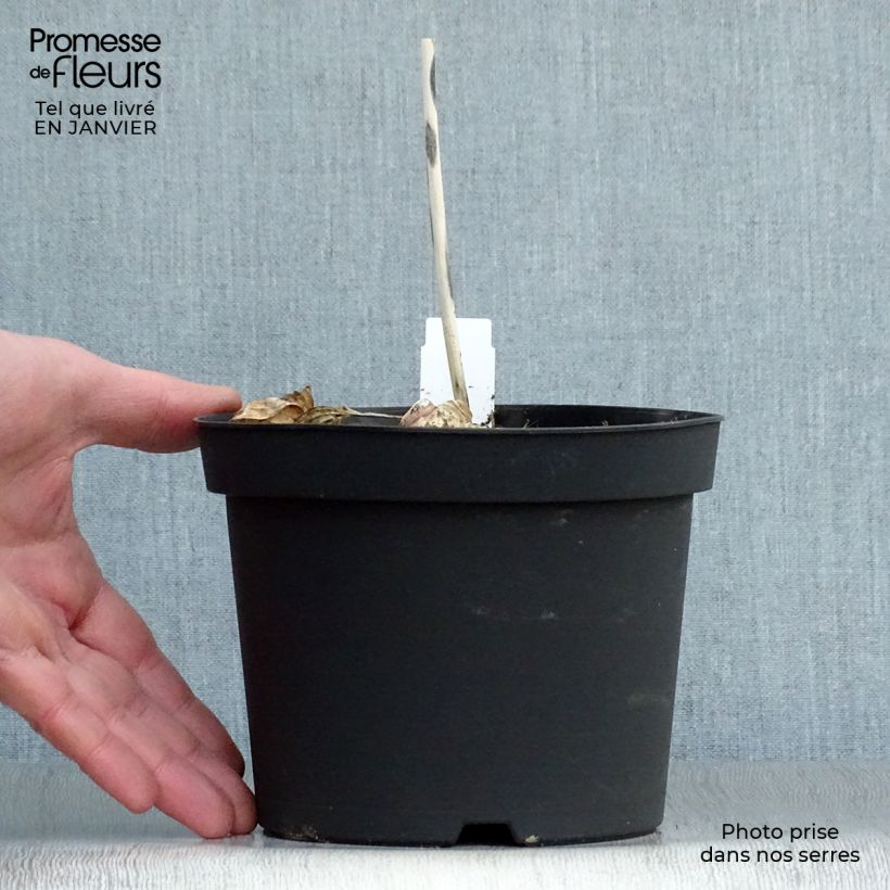 Exemplar von Hosta sieboldiana Frances williams - Garten-Funkie Topf mit 2L/3L wie im Winter geliefert