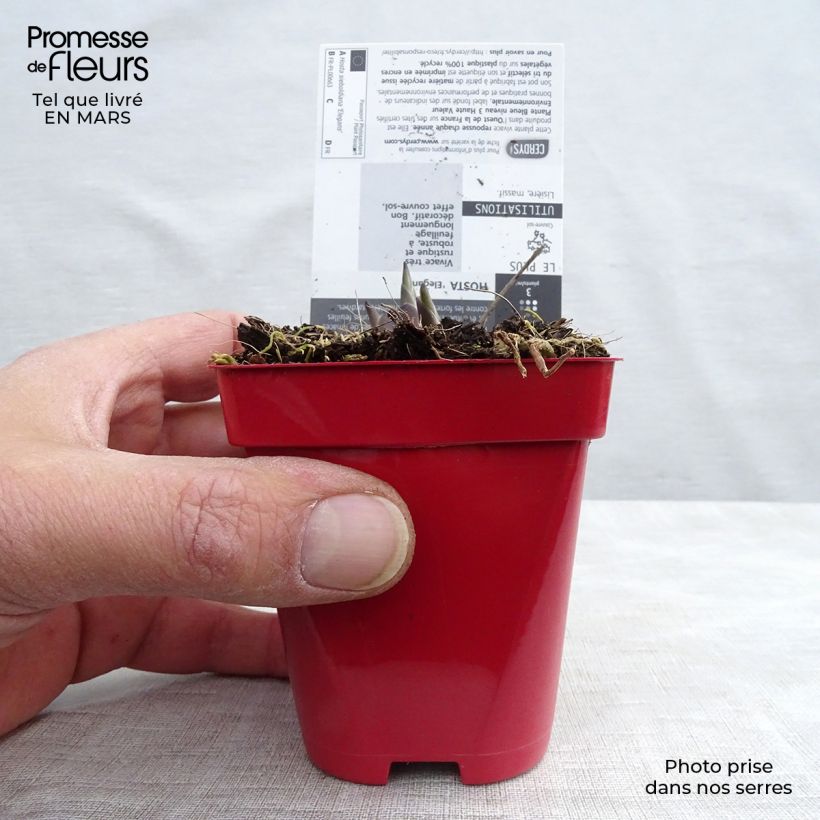 Exemplar von Hosta sieboldiana elegans - Garten-Funkie Kleine Töpfe von 8/9 cm wie im Winter geliefert