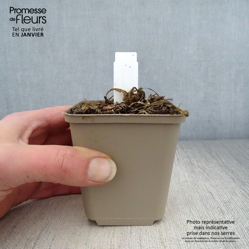 Exemplar von Hosta sieboldii Kabitan - Garten-Funkie Kleine Töpfe von 8/9 cm wie im Winter geliefert