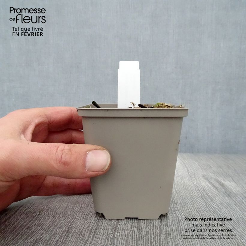 Exemplar von Hosta undulata Erromena - Garten-Funkie Kleine Töpfe von 8/9 cm wie im Winter geliefert