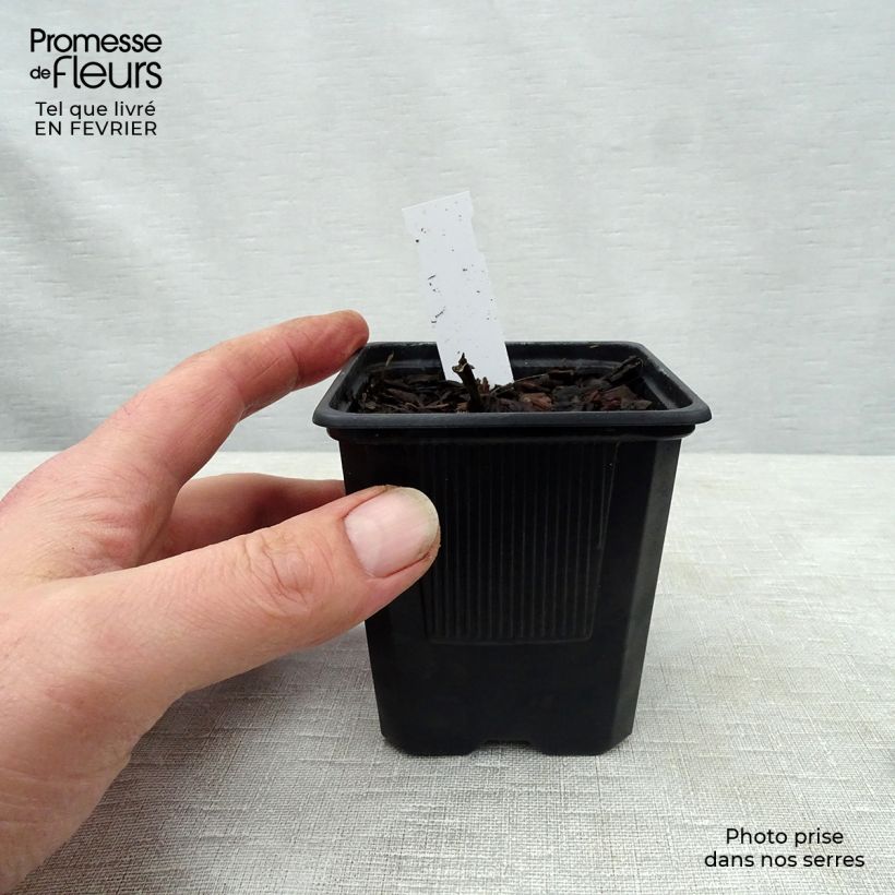 Exemplar von Hosta undulata albomarginata - Garten-Funkie Kleine Töpfe von 8/9 cm wie im Winter geliefert