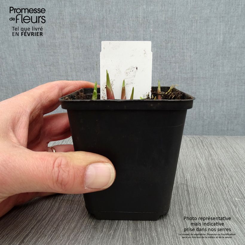 Exemplar von Hosta yellow splash rim - Garten-Funkie Kleine Töpfe von 8/9 cm wie im Winter geliefert