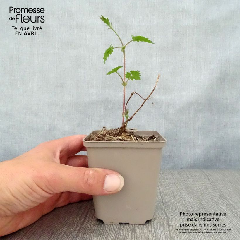 Exemplar von Humulus lupulus - Hopfen Kleine Töpfe von 8/9 cm wie im Frühjahr geliefert