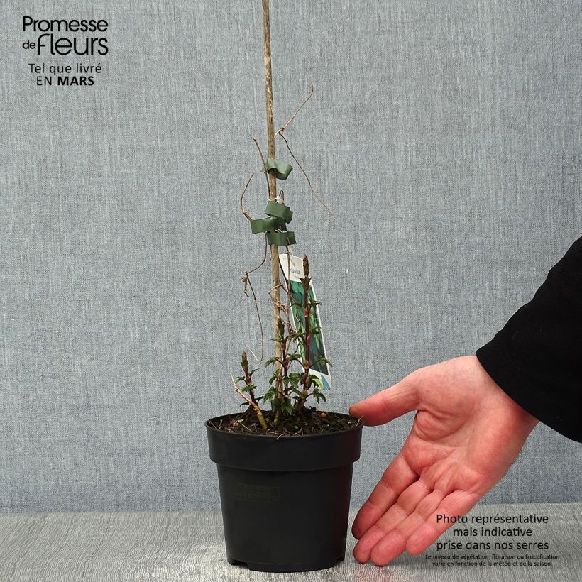 Exemplar von Humulus lupulus - Hopfen Topf mit 1,5L/2L wie im Winter geliefert