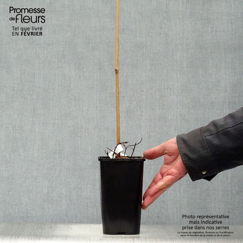 Exemplar von Humulus lupulus Aureus - Hopfen Topf mit 1,5L/2L wie im Winter geliefert