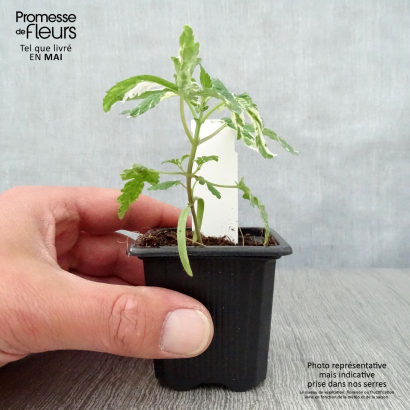Exemplar von Humulus japonicus Variegatus - Japanischer Hopfen Kleine Töpfe von 8/9 cm wie im Frühjahr geliefert