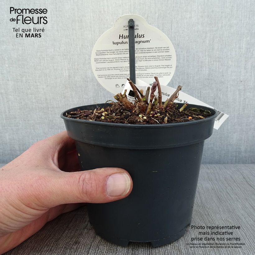 Exemplar von Hopfen Magnum - Humulus lupulus Topf mit 1,5L/2L wie im Winter geliefert