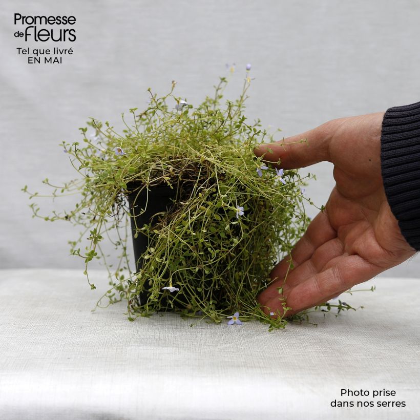 Exemplar von Houstonia caerulea Millard's Variety - Porzellansternchen Kleine Töpfe von 8/9 cm wie im Frühjahr geliefert