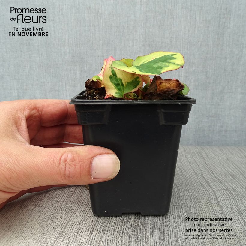 Exemplar von Houttuynia cordata Chameleon - Eidechsenschwanz Kleine Töpfe von 7/8 cm wie im Herbst geliefert